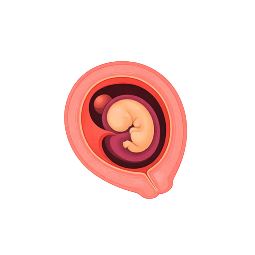 Embryonic development stage